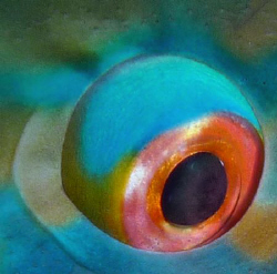 Parrotfish eye by Martin Dalsaso 